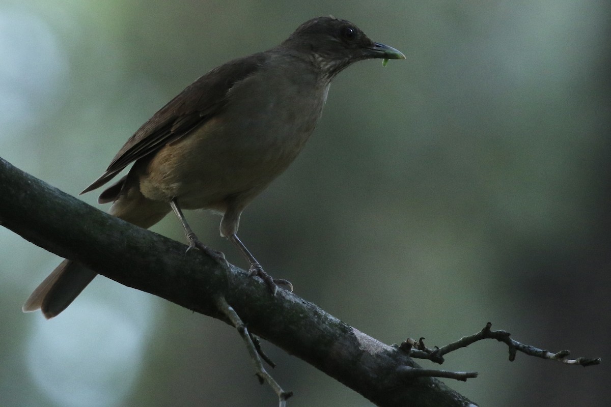 Clay-colored Thrush - ML659587625