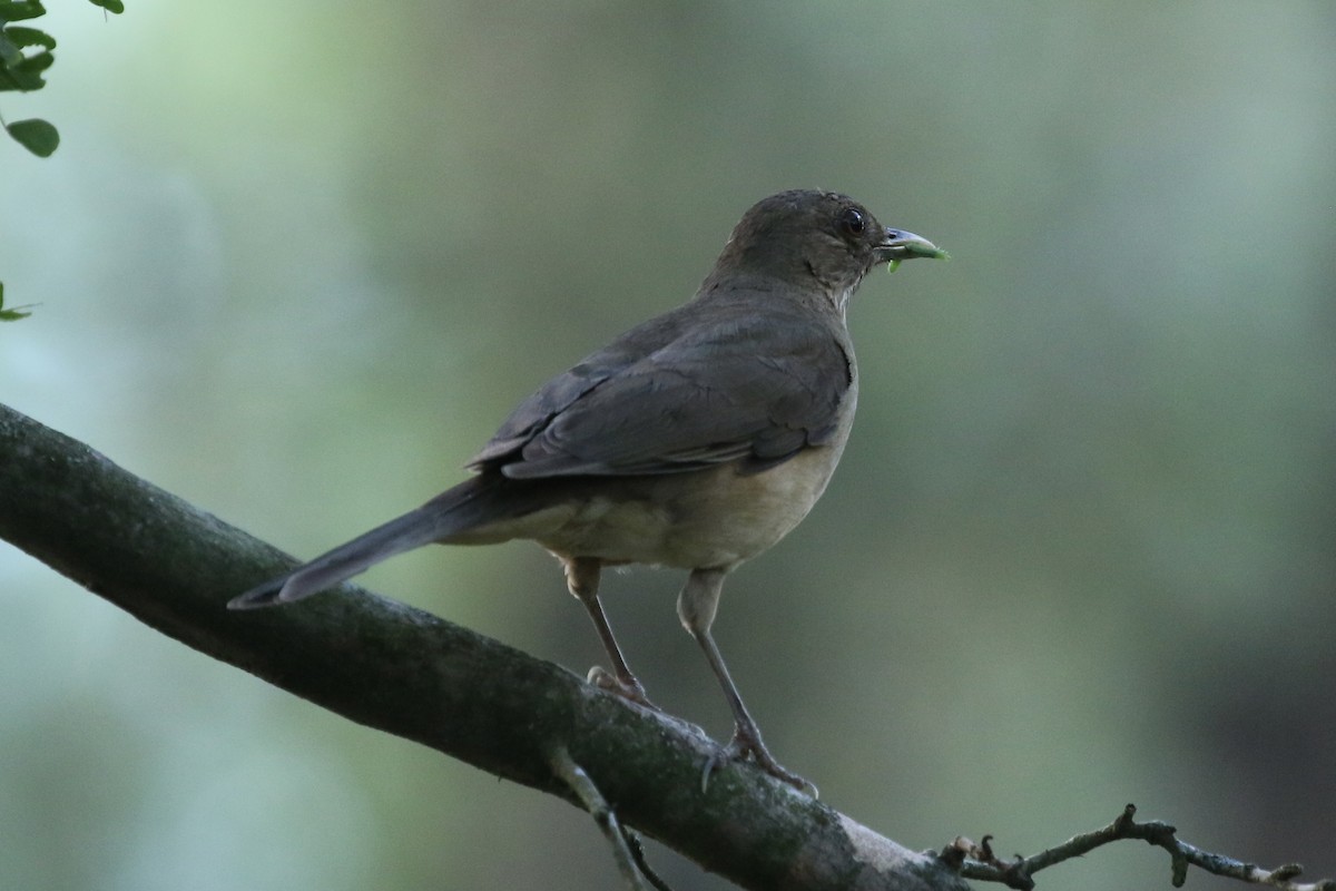 Clay-colored Thrush - ML659587626