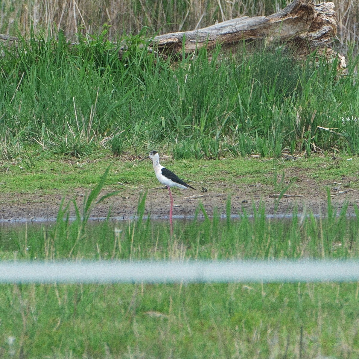 Échasse blanche - ML659587820