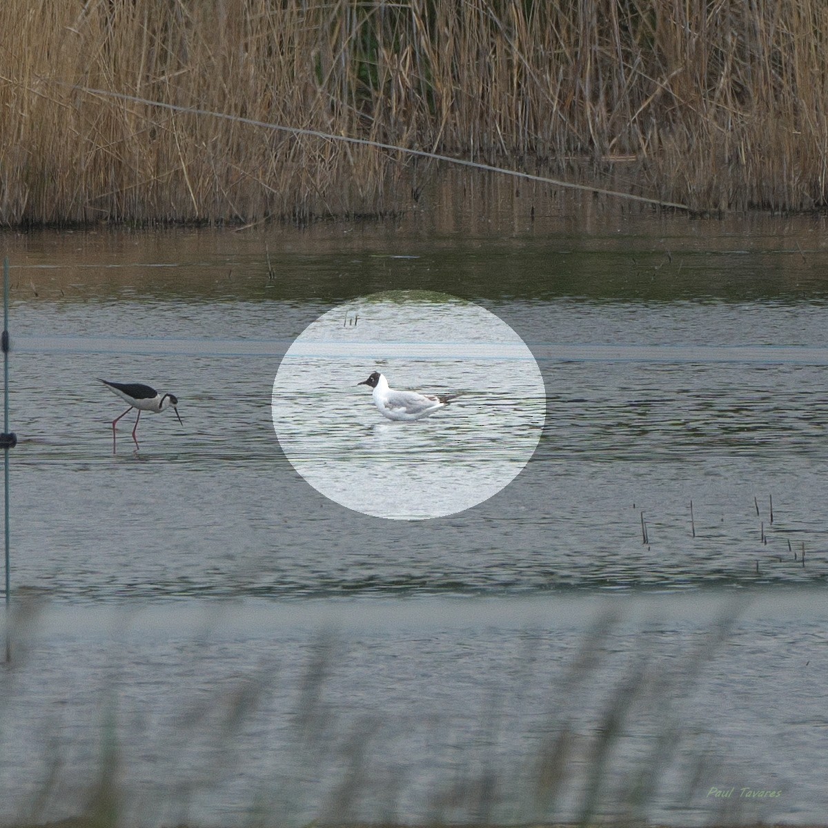 Mouette rieuse - ML659587826