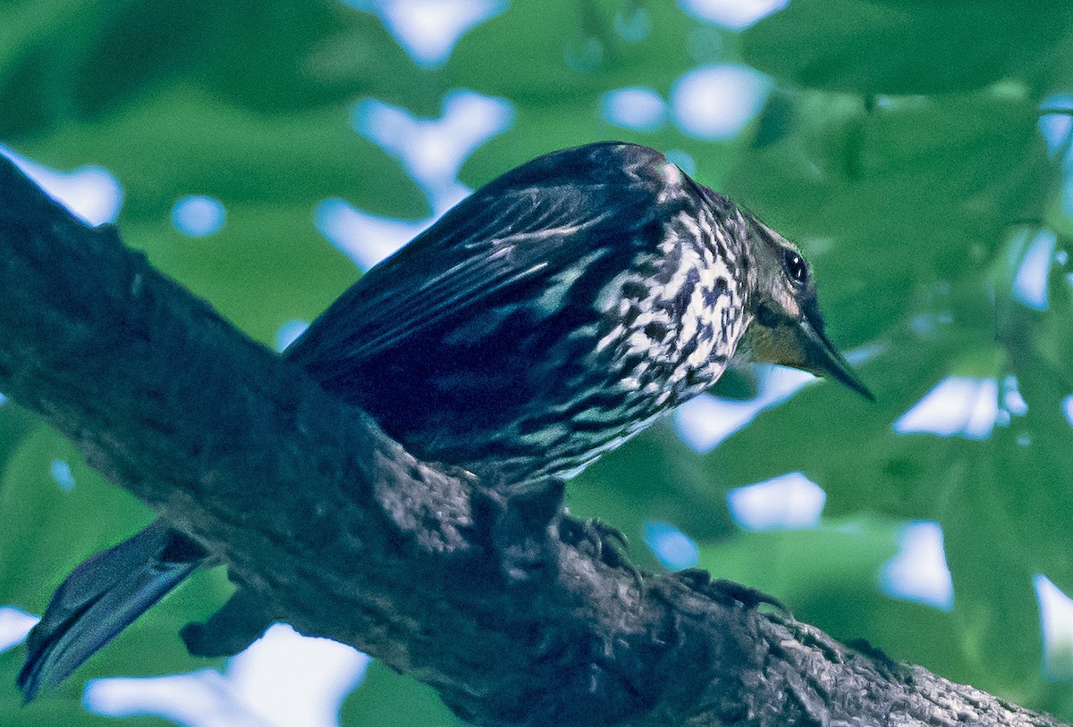 Red-winged Blackbird - ML659587995