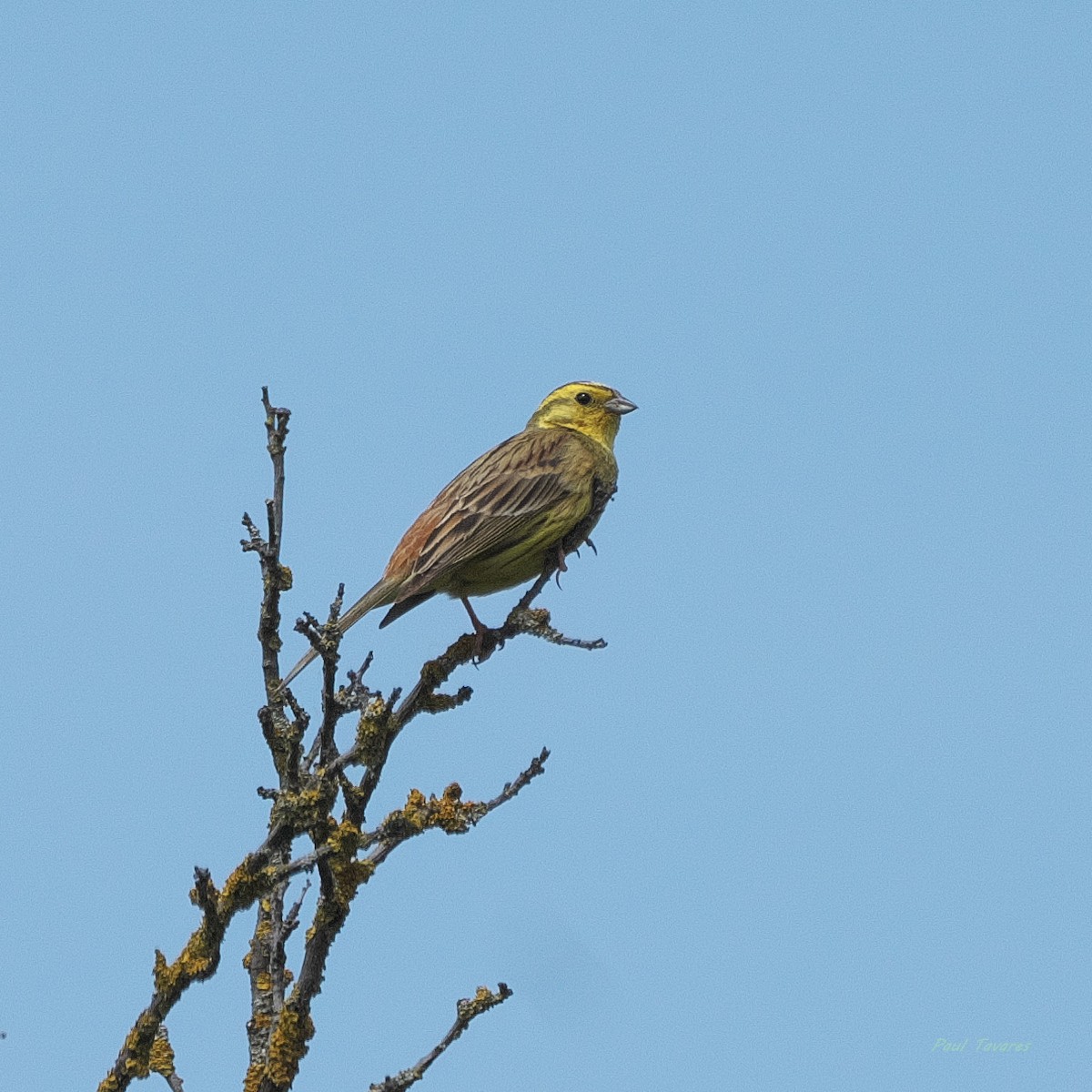 Bruant jaune - ML659588077