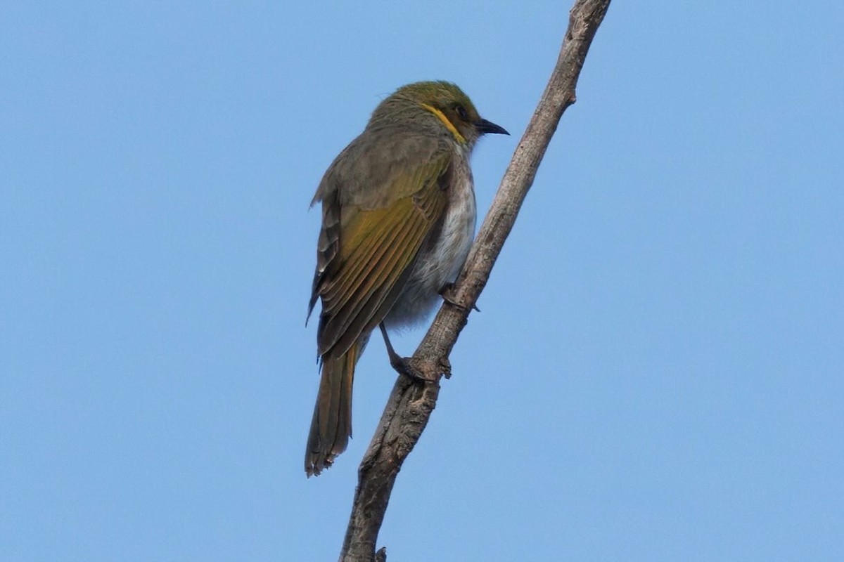 Yellow-plumed Honeyeater - ML659588296
