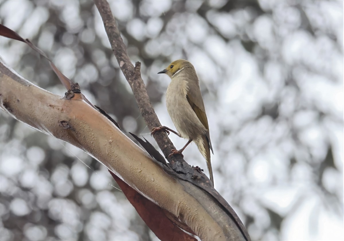 White-plumed Honeyeater - ML659588335