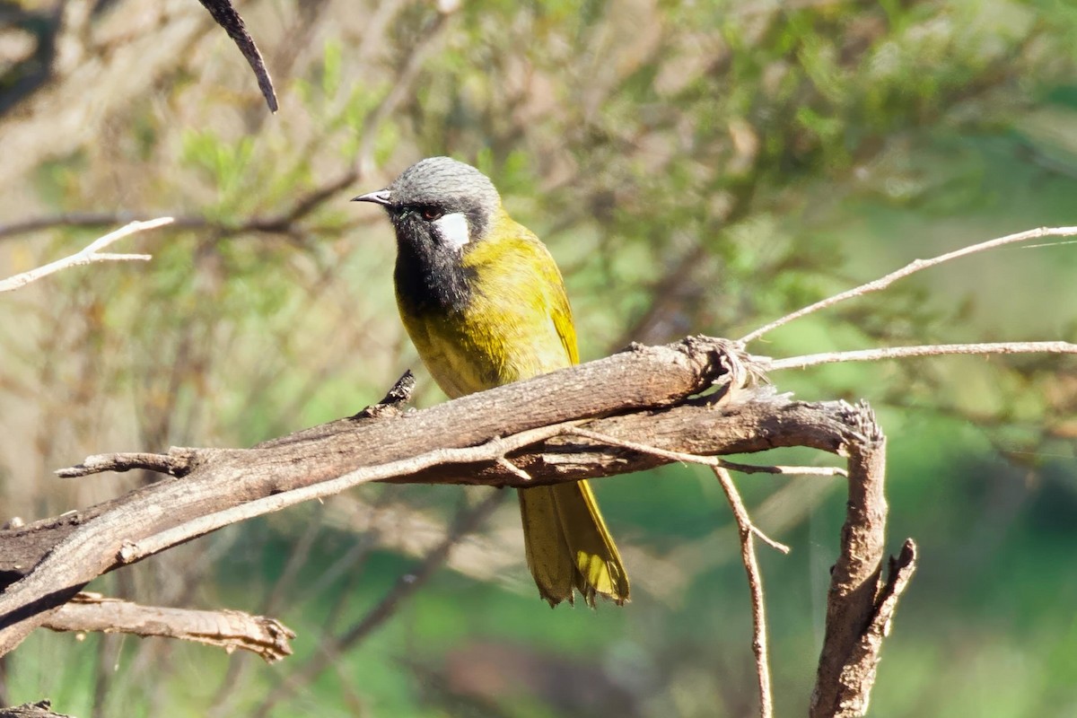 White-eared Honeyeater - ML659588353