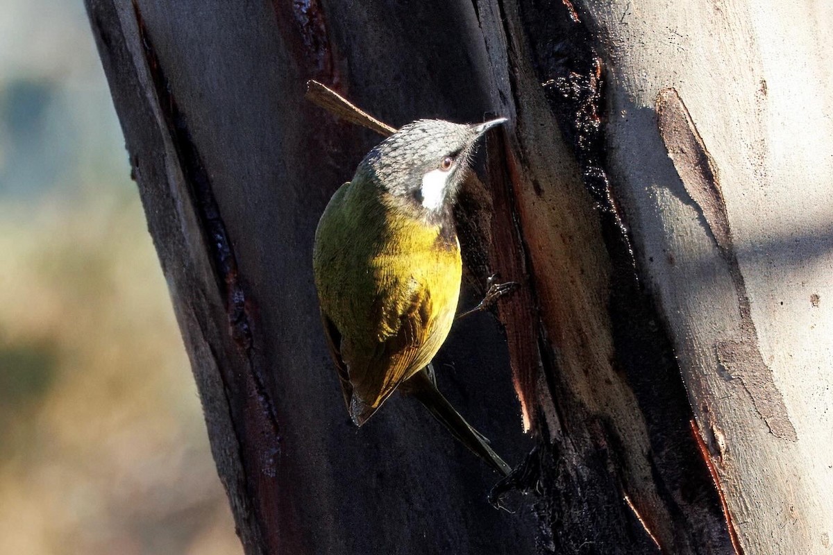 White-eared Honeyeater - ML659588354
