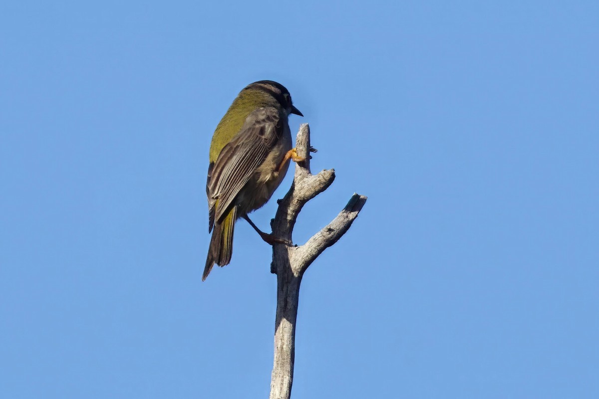 Brown-headed Honeyeater - ML659588370