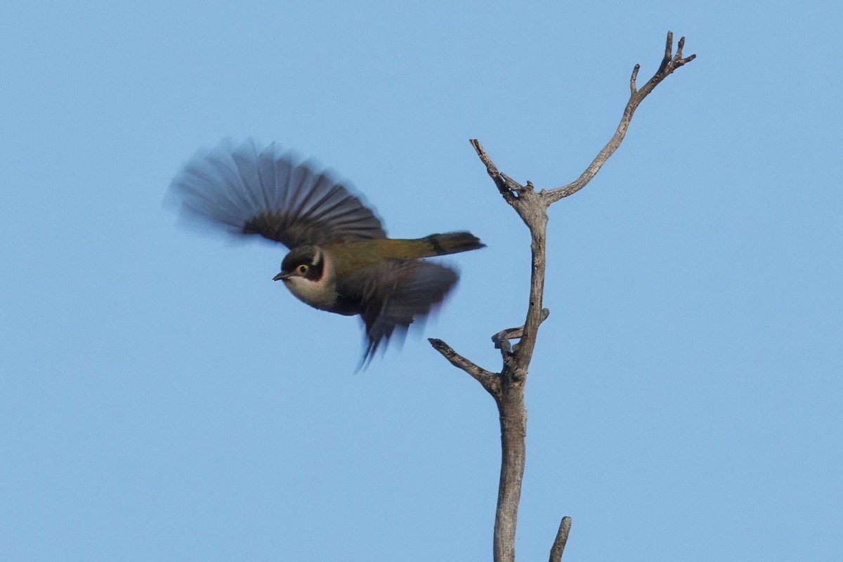 Brown-headed Honeyeater - ML659588371