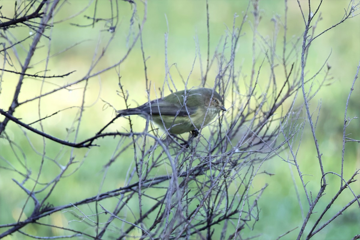 Weebill - ML659588381