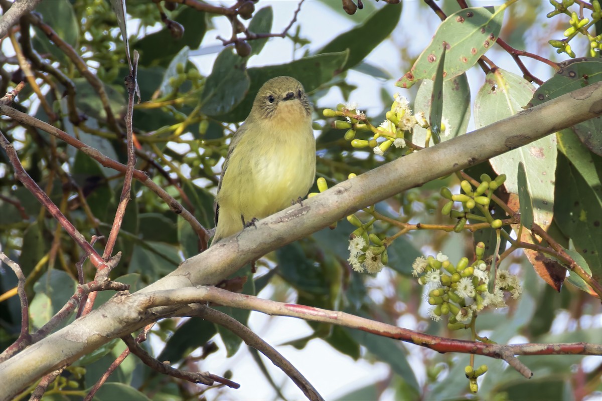 Yellow Thornbill - ML659588408