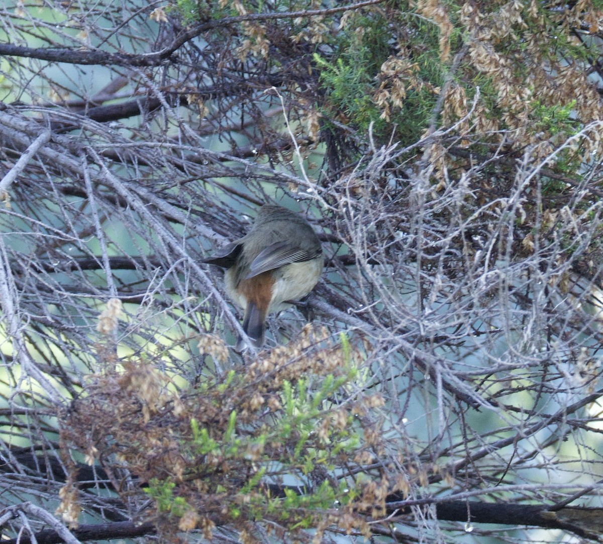 Inland Thornbill - ML659588417