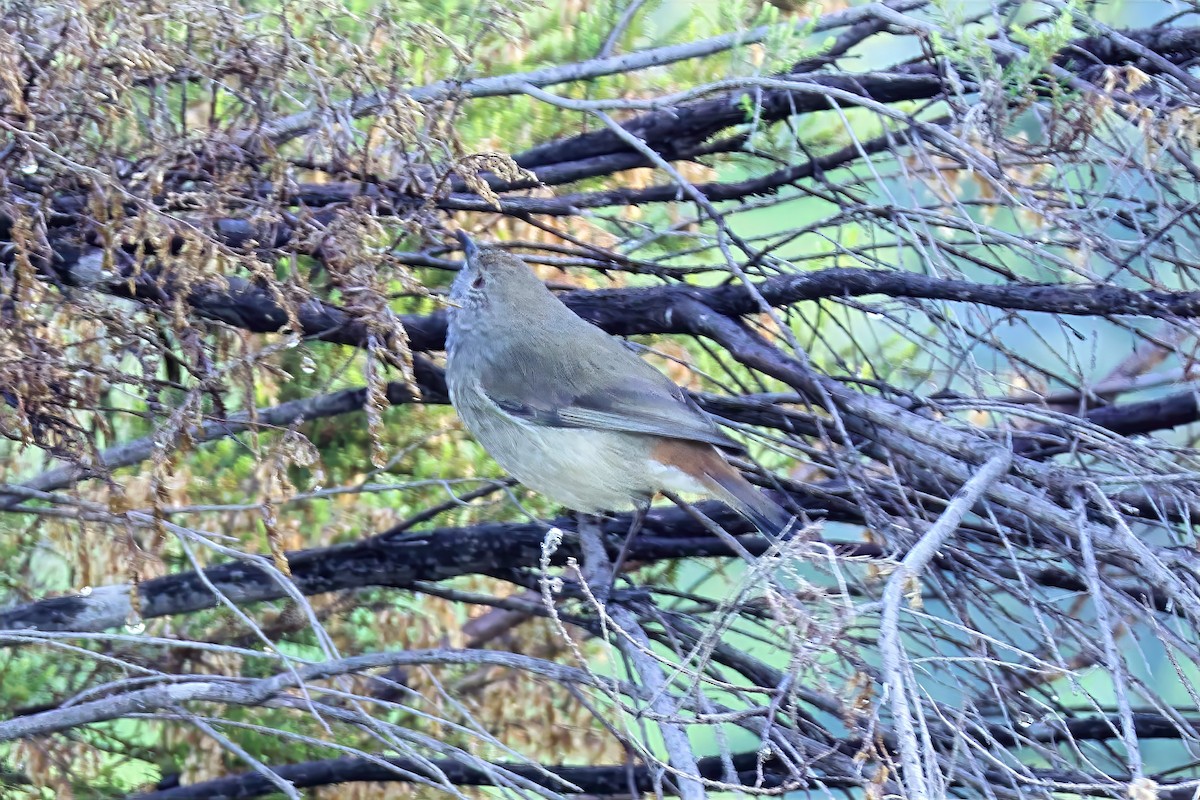 Inland Thornbill - ML659588418