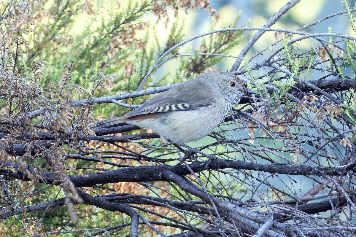 Inland Thornbill - ML659588419