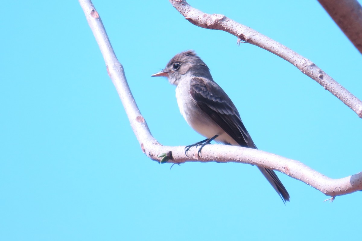 Northern Tropical Pewee - ML659588428