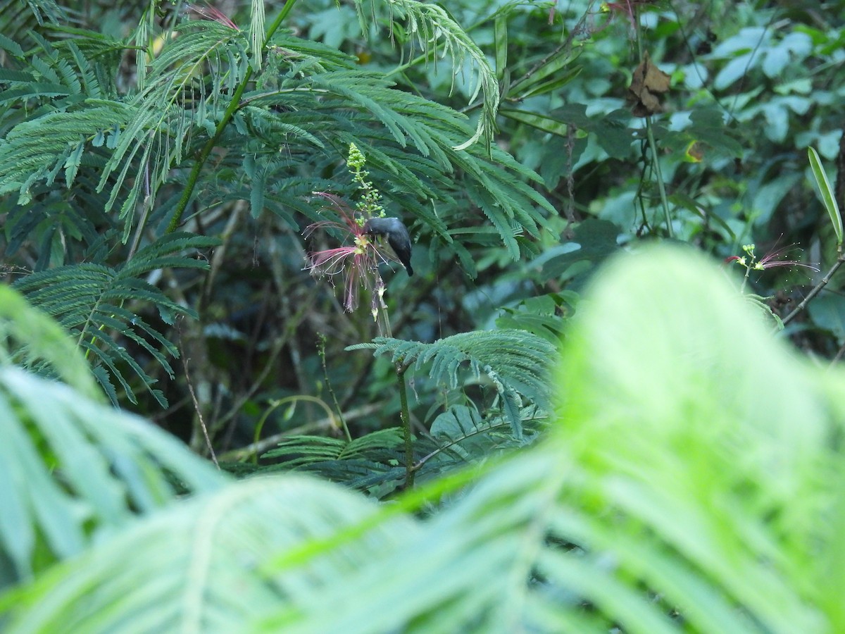 Brown-throated Sunbird - ML659588430