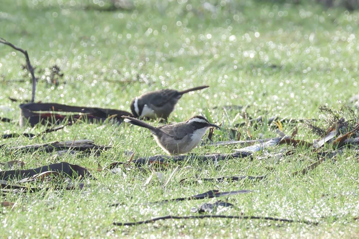 White-browed Babbler - ML659588441