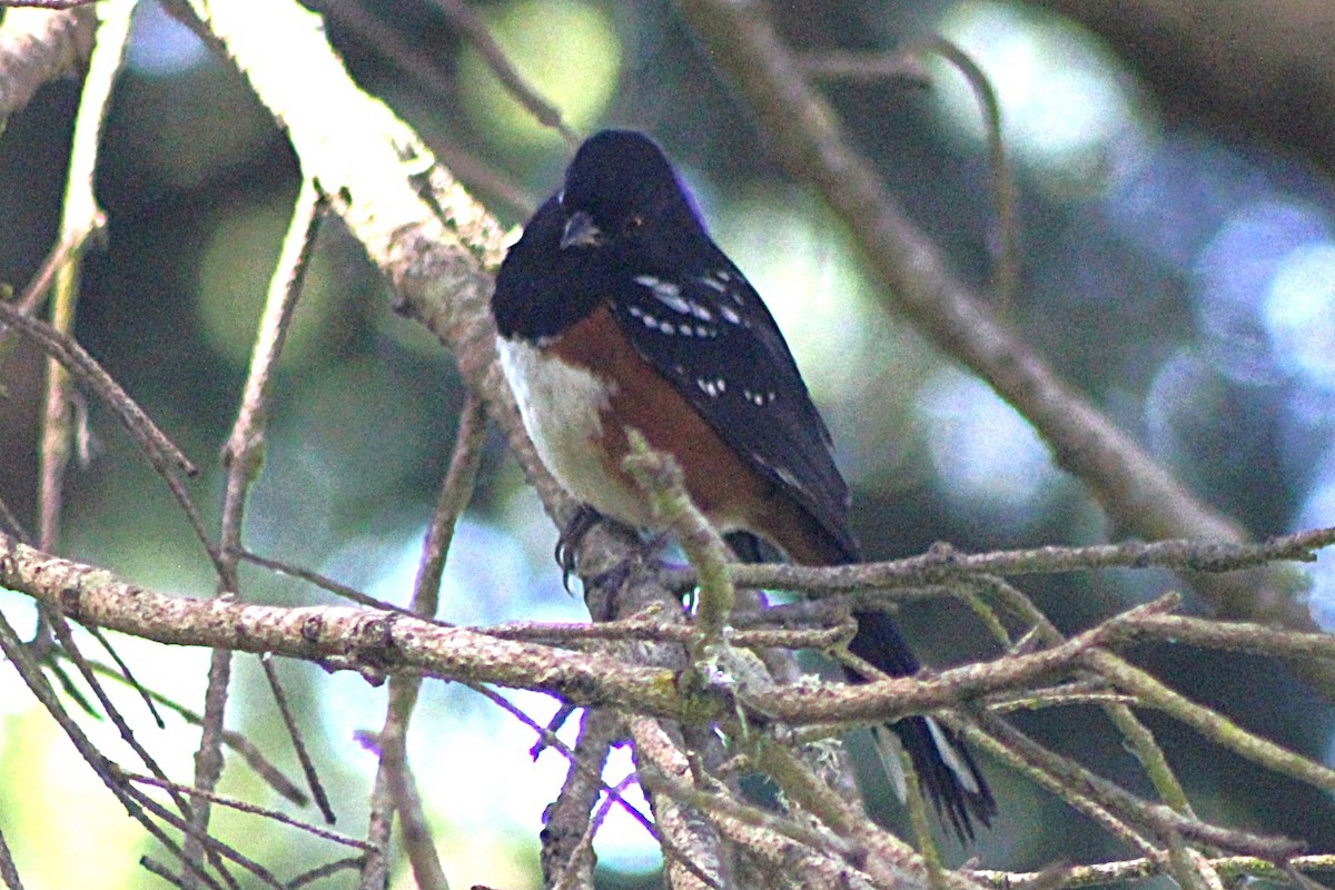 ホシワキアカトウヒチョウ - ML659588442