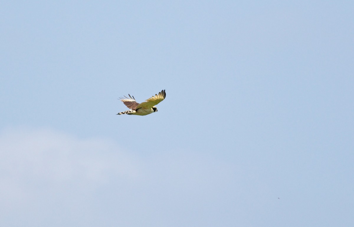 ワライハヤブサ - ML659588452