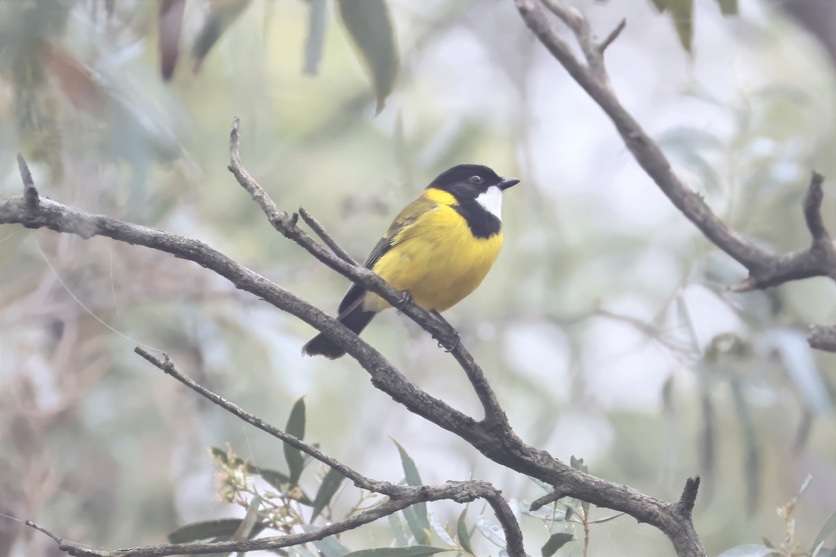 Golden Whistler - ML659588600