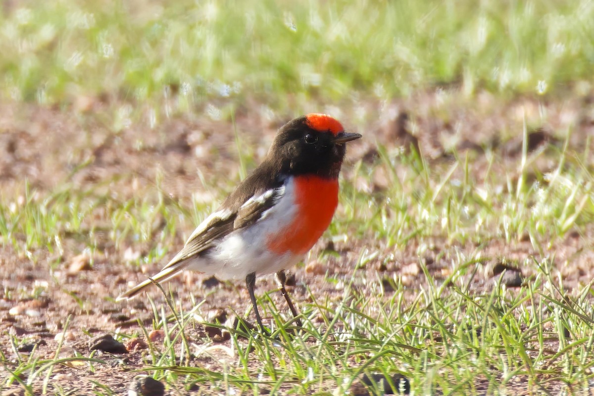 Red-capped Robin - ML659588616