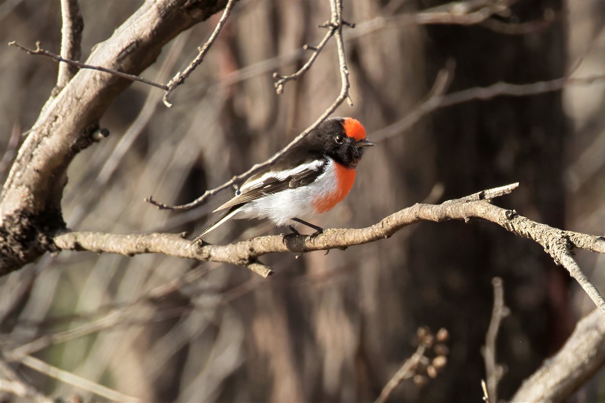 Red-capped Robin - ML659588617