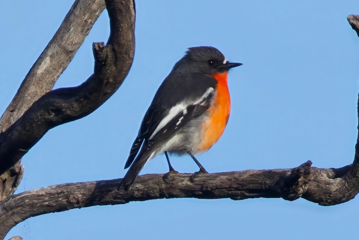 Flame Robin - ML659588631