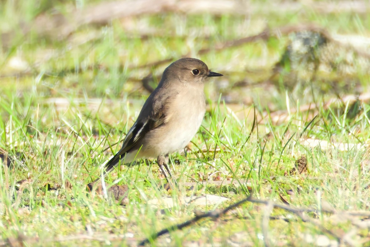Flame Robin - ML659588633
