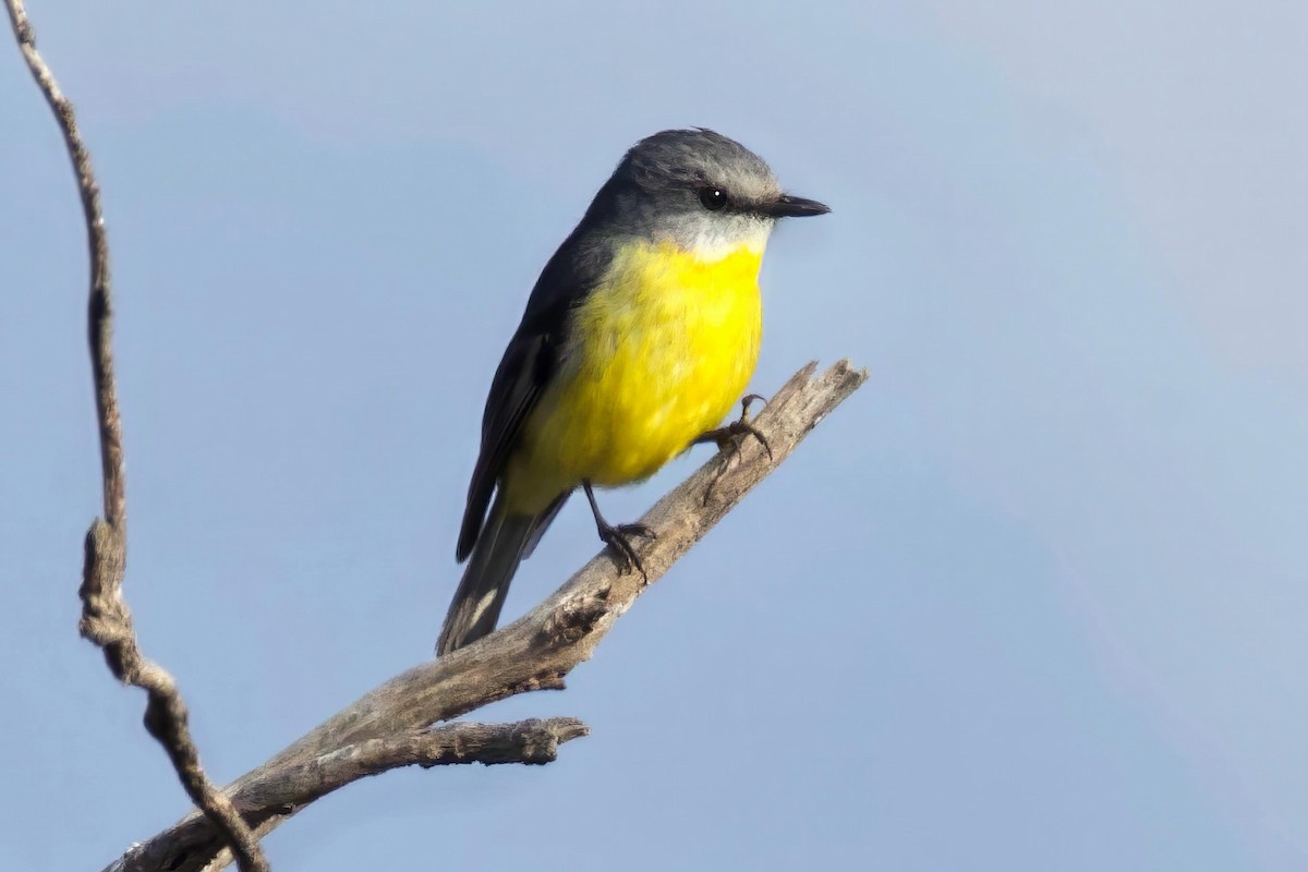 Eastern Yellow Robin - ML659588691