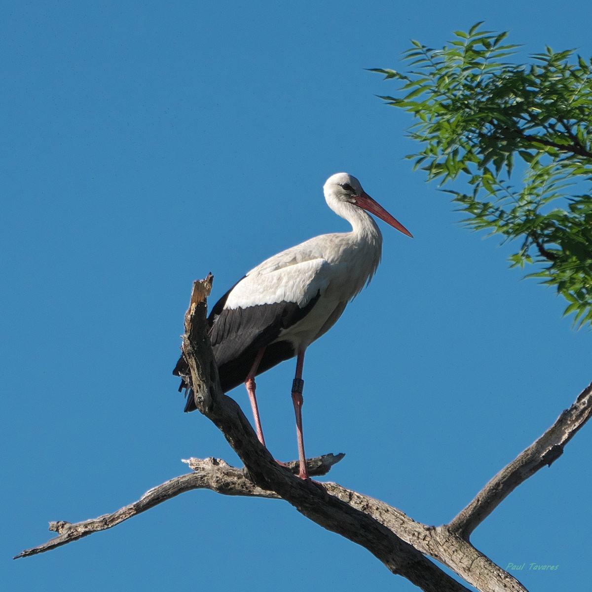 Cigogne blanche - ML659589021