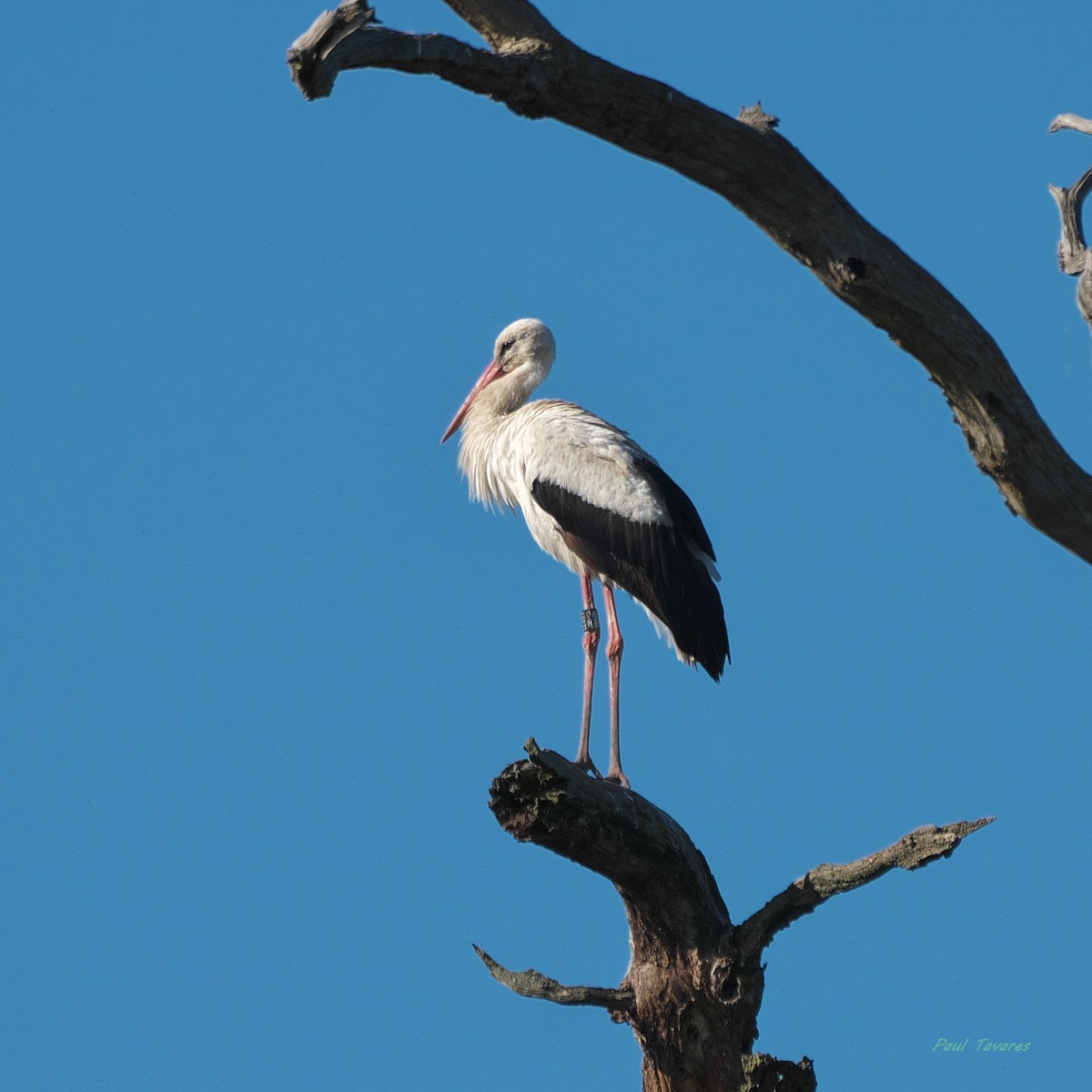 Cigogne blanche - ML659589022
