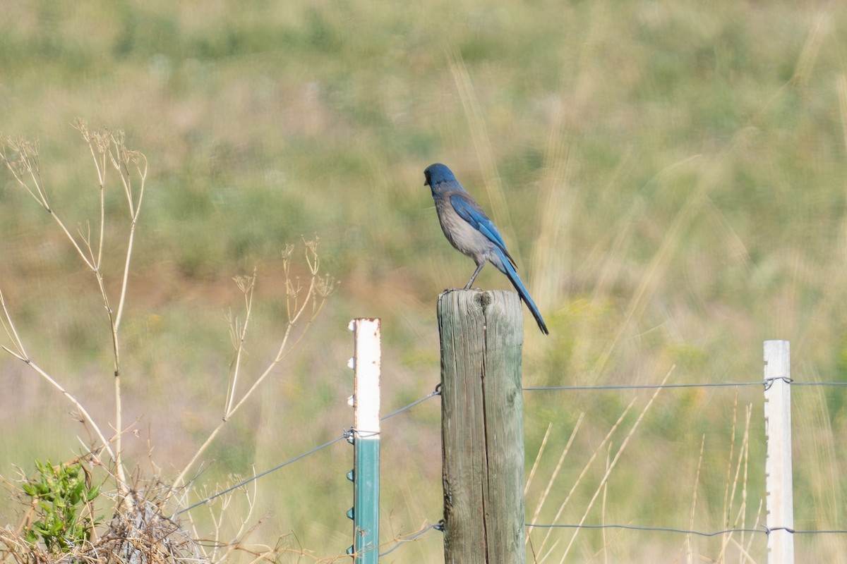 Woodhouse's Scrub-Jay - ML659589432