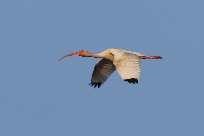 White Ibis - ML65959021