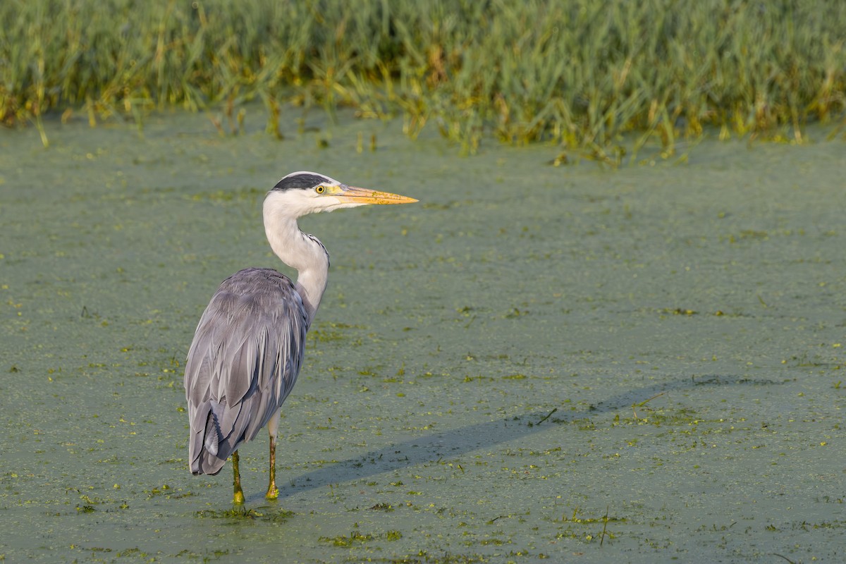 Gray Heron - ML659590339