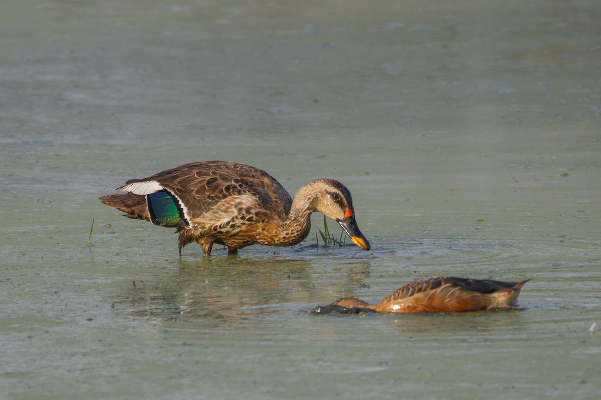 Indian Spot-billed Duck - ML659590348