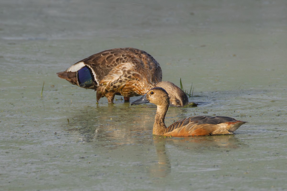 Lesser Whistling-Duck - ML659590350
