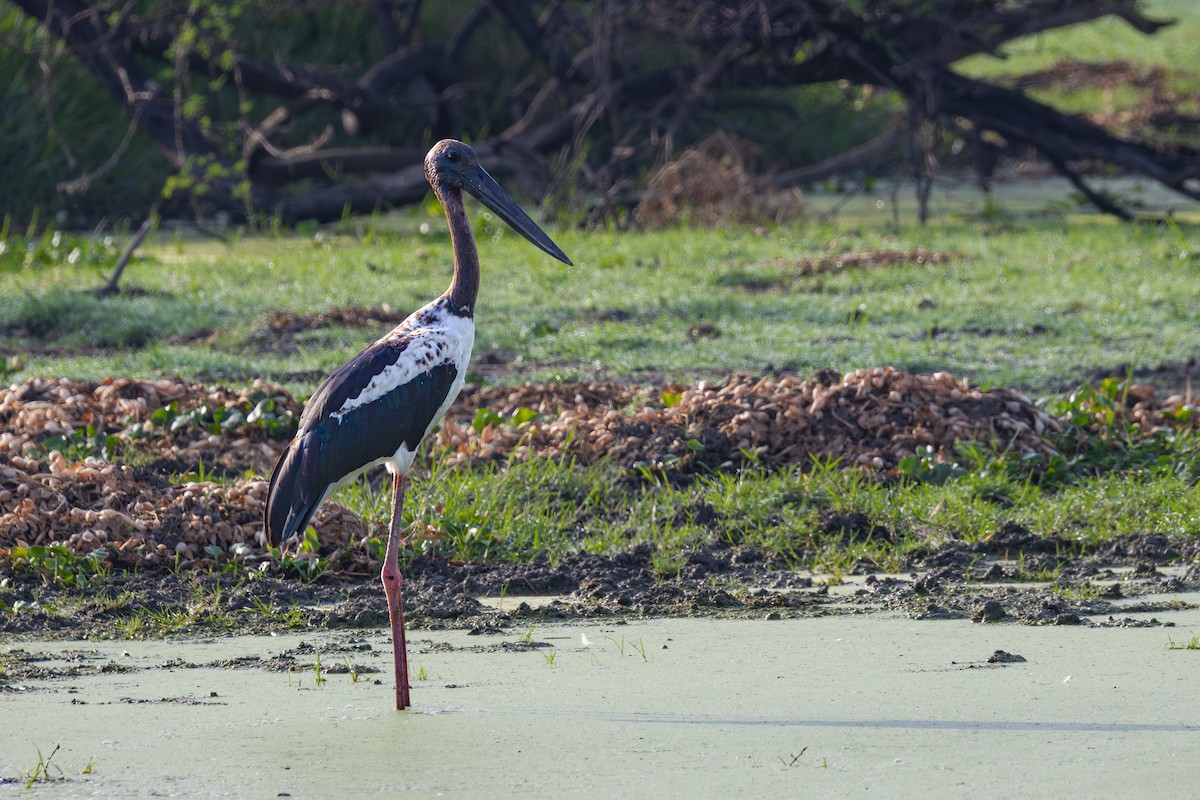 Black-necked Stork - ML659590362