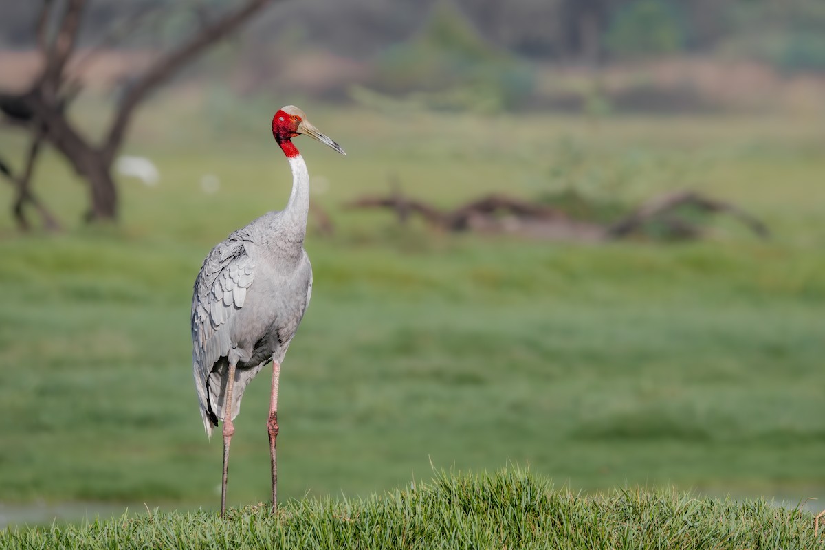 Sarus Crane - ML659590742
