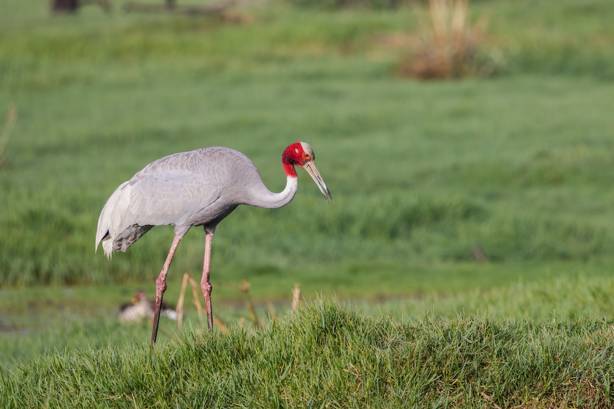 Sarus Crane - ML659590749