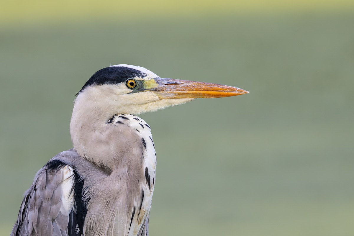 Gray Heron - ML659590752