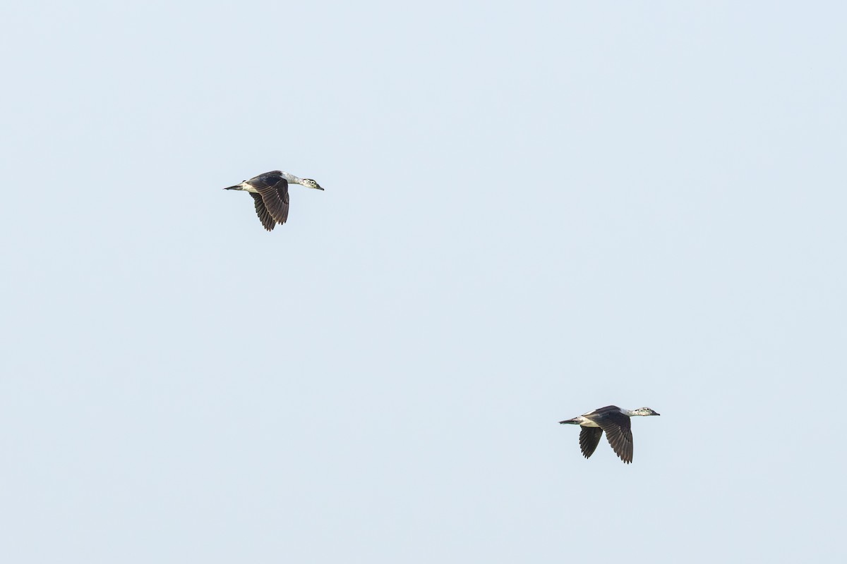 Knob-billed Duck - ML659590761