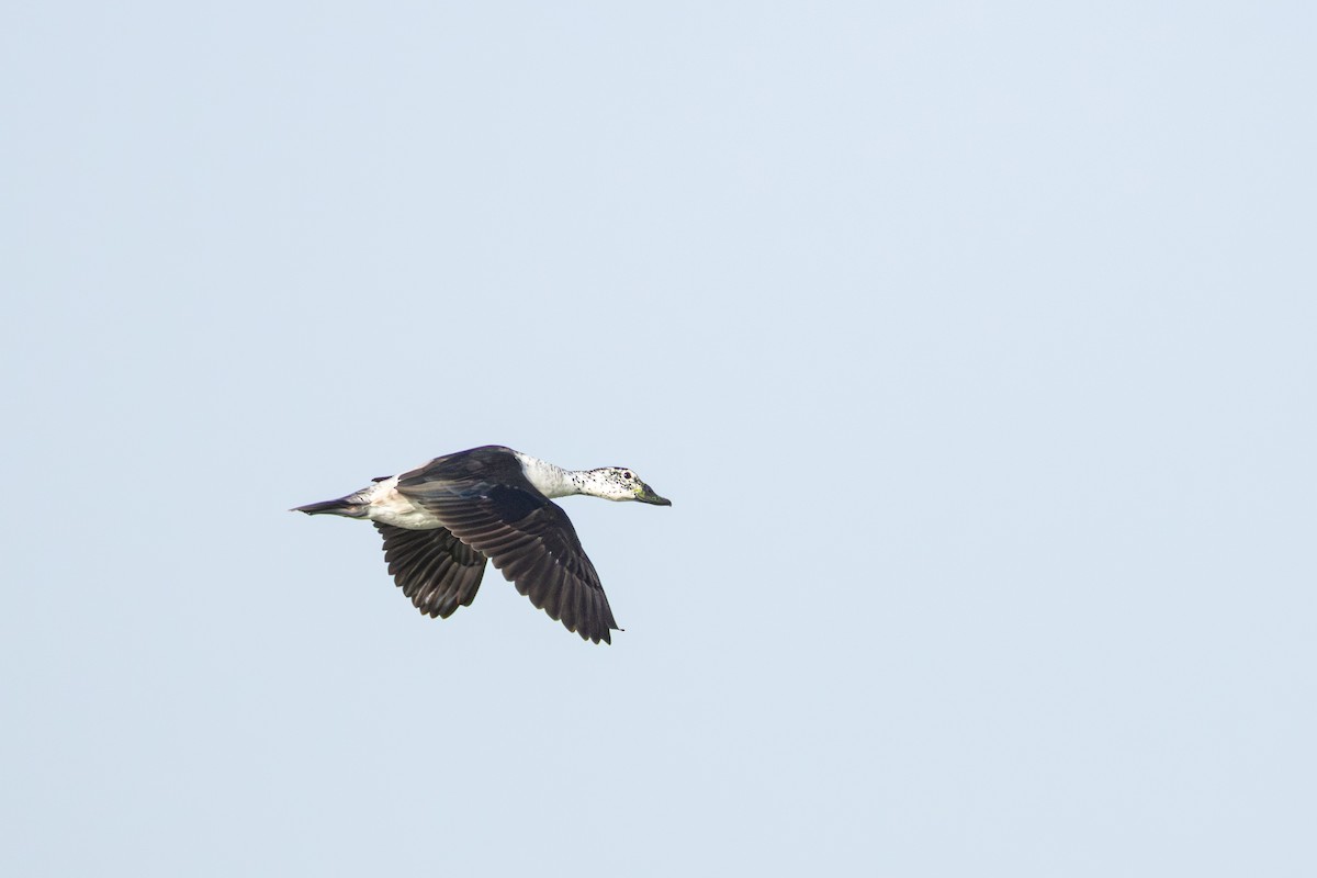 Knob-billed Duck - ML659590766