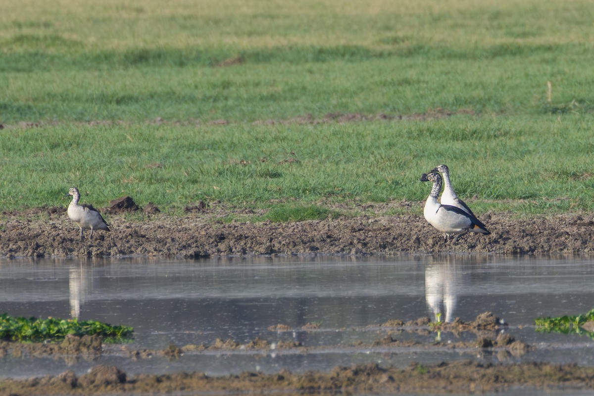 Knob-billed Duck - ML659590770