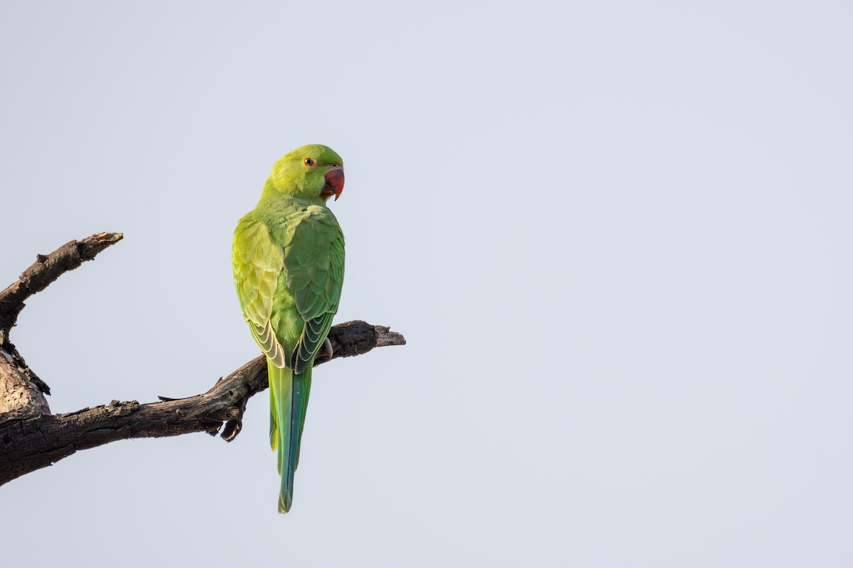 Rose-ringed Parakeet - ML659590800