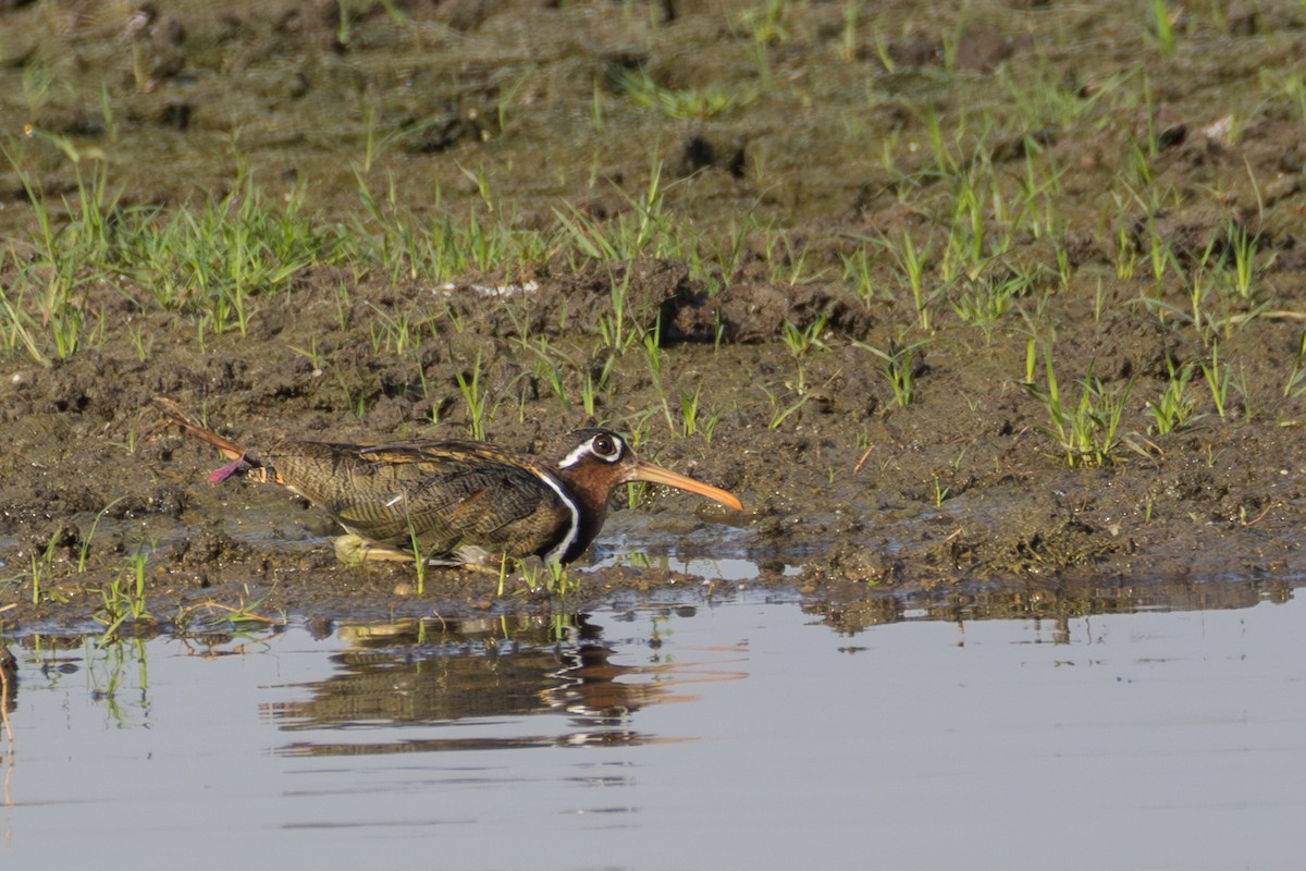 Greater Painted-Snipe - ML659590821