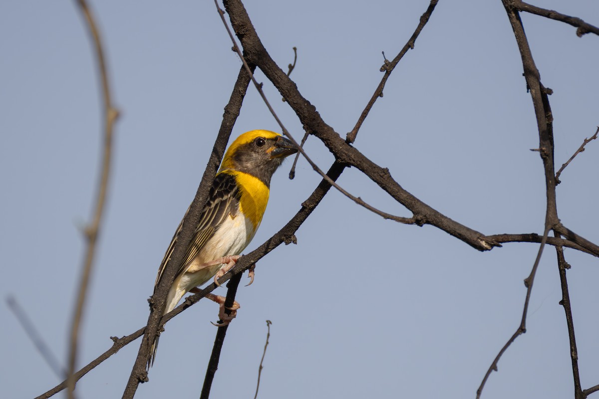Baya Weaver - ML659590830