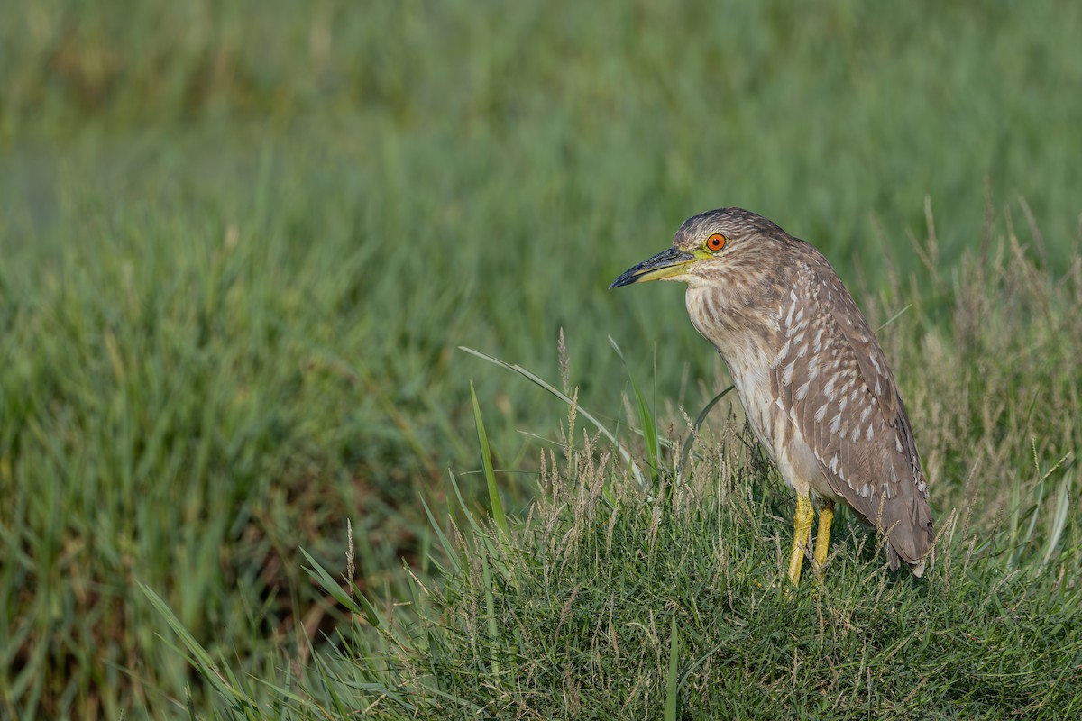 Black-crowned Night Heron - ML659590837