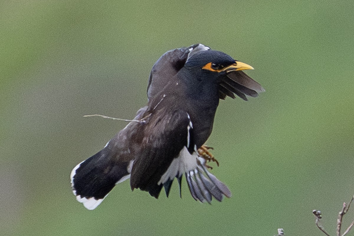 Common Myna - Acridotheres tristis - Media Search - Macaulay Library ...