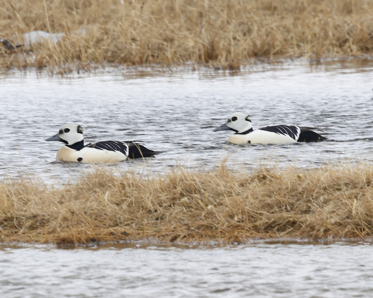 Steller's Eider - ML659591717