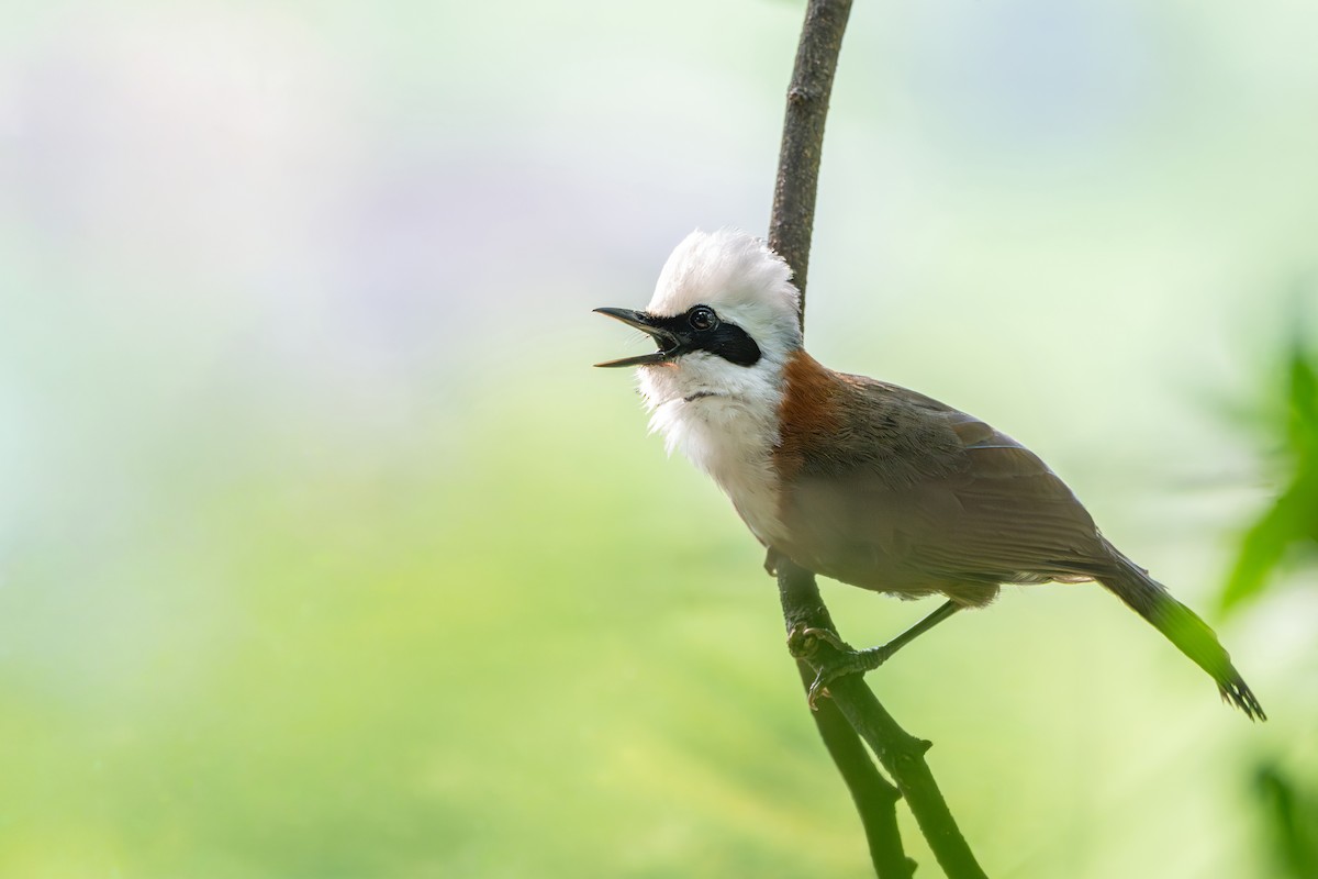 White-crested Laughingthrush - ML659592106