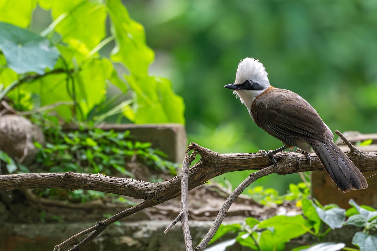 White-crested Laughingthrush - ML659592111